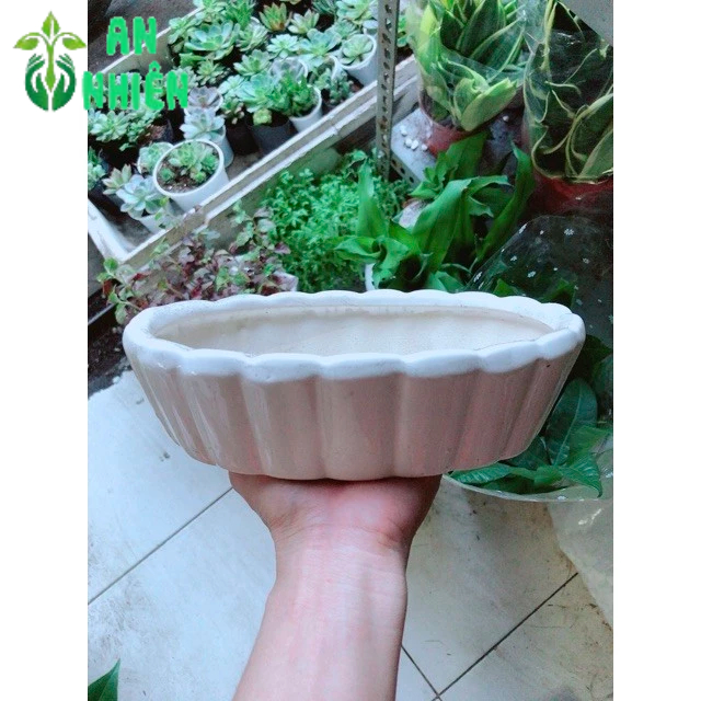 Chậu Trồng Cây