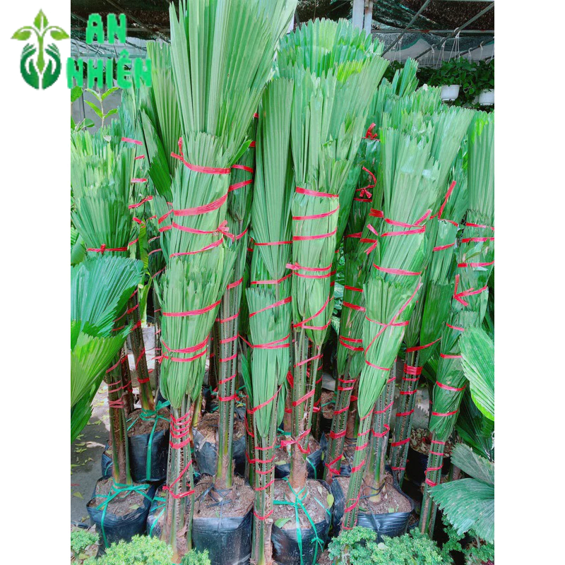 Cây Cọ Nhật Lớn