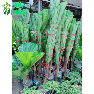 Cây Cọ Nhật Lớn