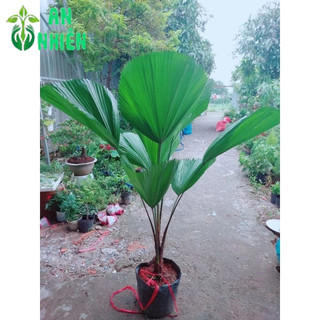 Cây Cọ Nhật Lớn
