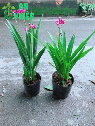 Combo 2 Cây Lan Đất