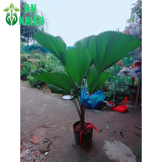 Cây Cọ Nhật Lớn