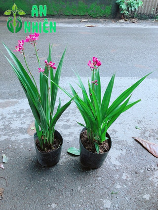 Combo 2 Cây Lan Đất