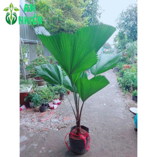 Cây Cọ Nhật Lớn