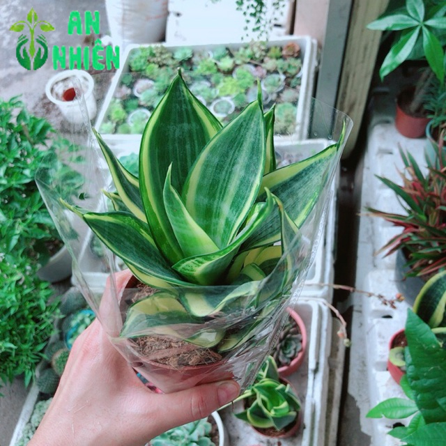 Cây lưỡi hổ thái Vàng