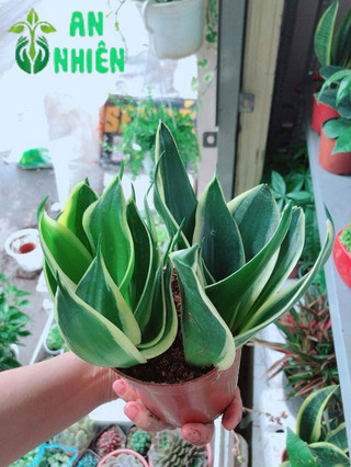 Cây lưỡi hổ thái Vàng