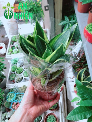 Cây lưỡi hổ thái Vàng