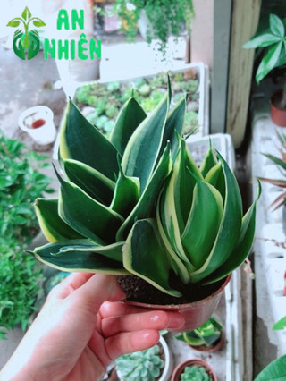 Cây lưỡi hổ thái Vàng
