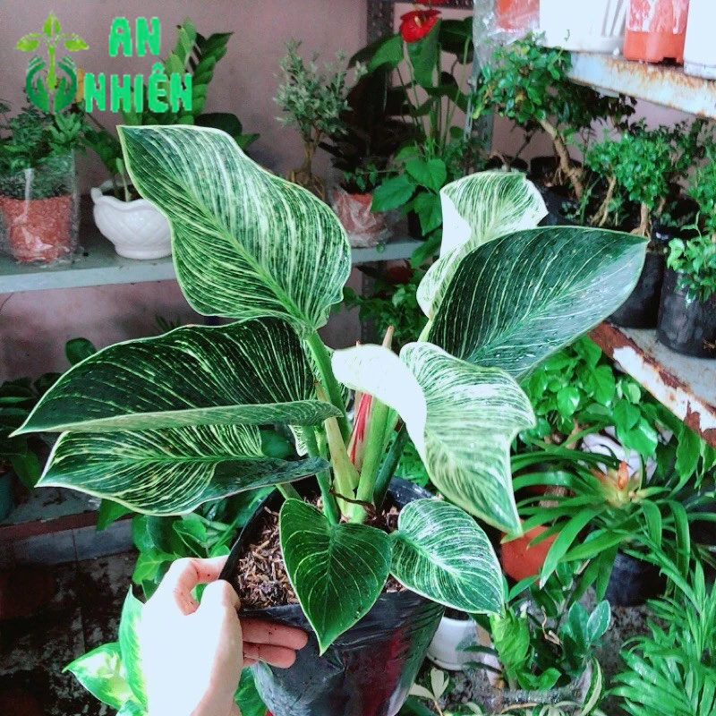 Trầu Bà Kim Cương (Hoàng Kim)