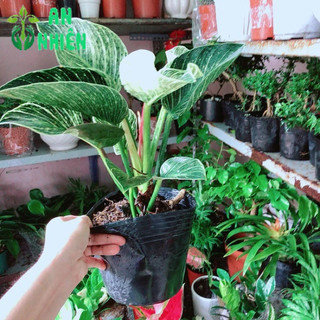 Trầu Bà Kim Cương (Hoàng Kim)