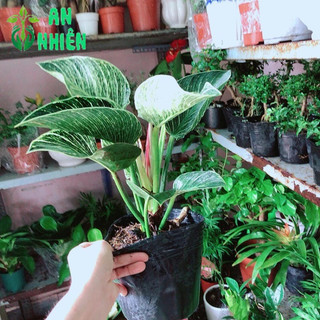 Trầu Bà Kim Cương (Hoàng Kim)