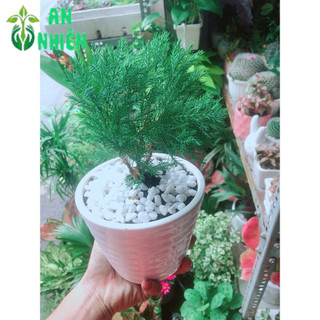 Chậu Tùng Bồng Lai