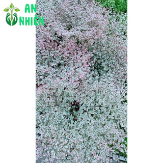 Cây Bàng Nhật Lá Cẩm Thạch