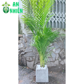 Chậu Cây Cau Kiểng 1m3
