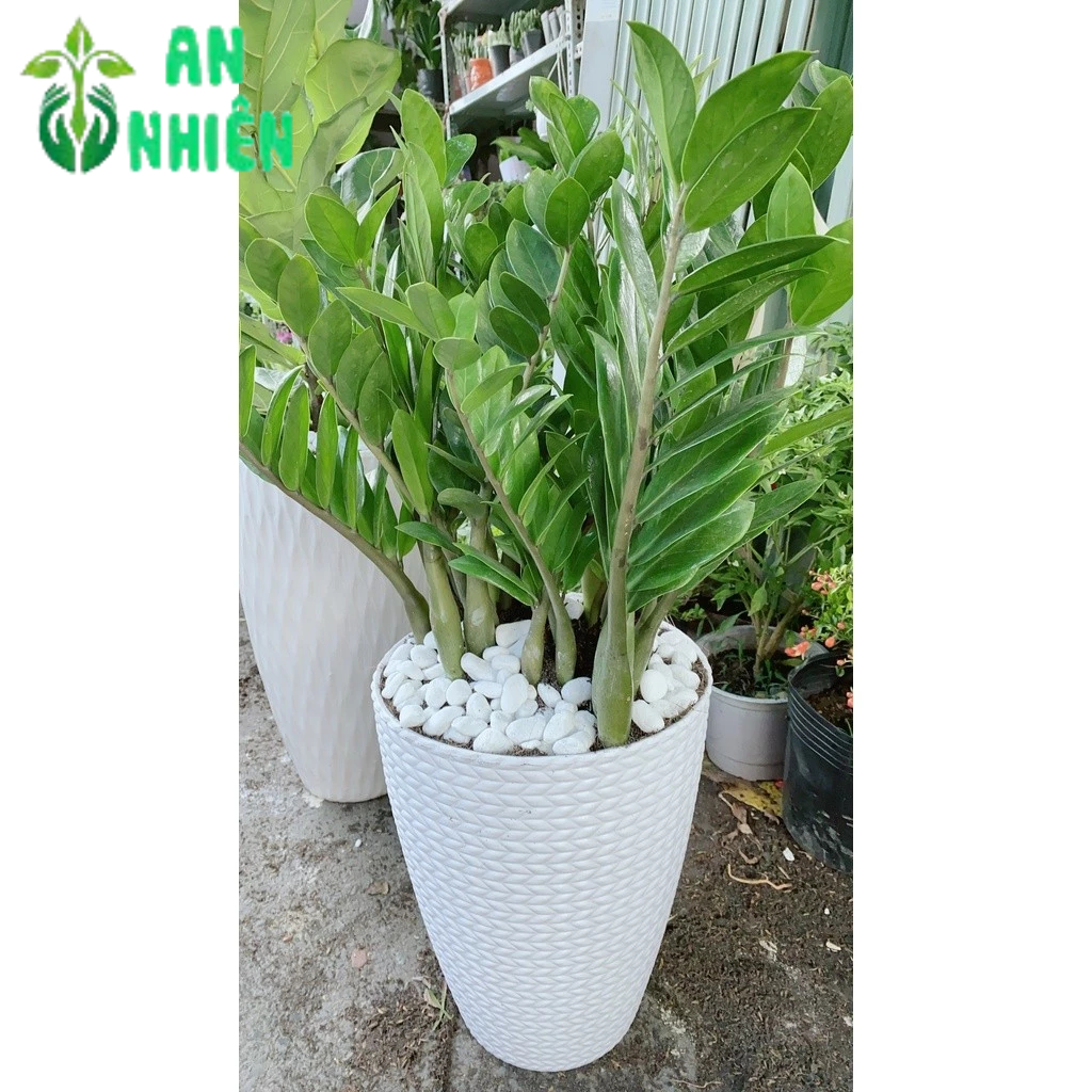 Chậu Kim Phát Tài Lớn