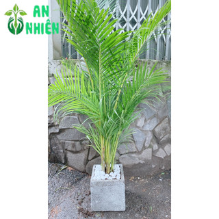 Chậu Cây Cau Kiểng 1m3