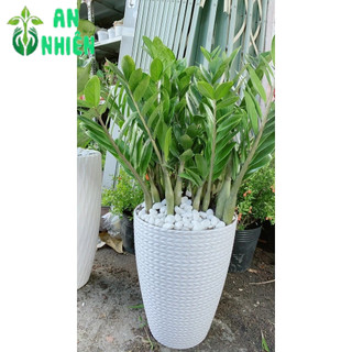 Chậu Kim Phát Tài Lớn