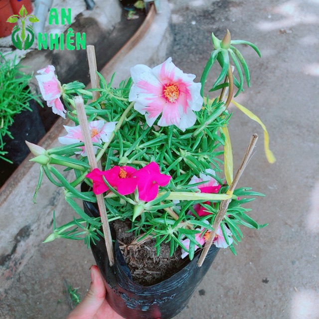 Hoa mười giờ thái nhiều màu