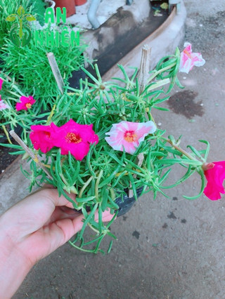 Hoa mười giờ thái nhiều màu
