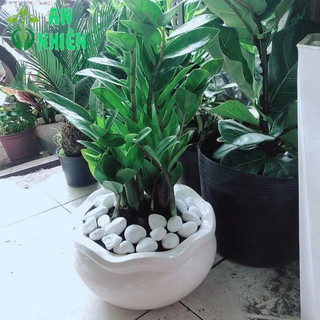 Chậu Cây Kim Tiền