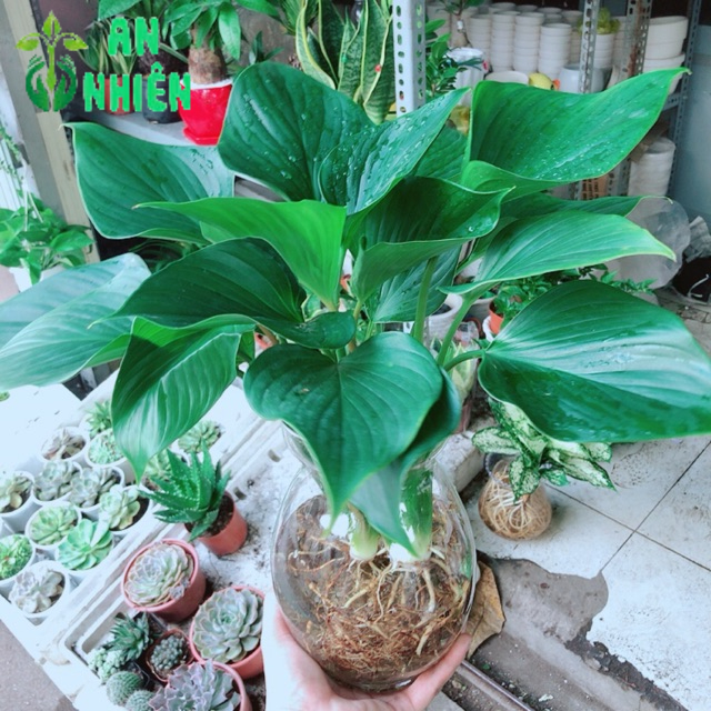 Chậu cây thanh tâm thuỷ sinh