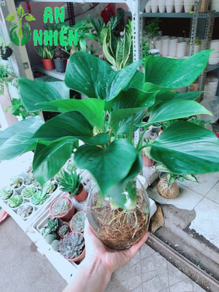 Chậu cây thanh tâm thuỷ sinh