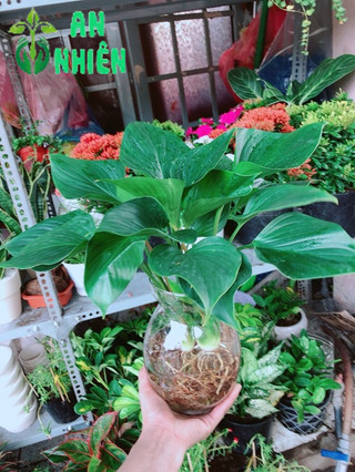 Chậu cây thanh tâm thuỷ sinh