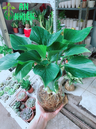 Chậu cây thanh tâm thuỷ sinh