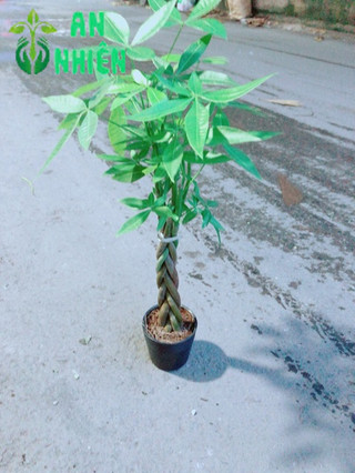 Kim Ngân Thắt Bính