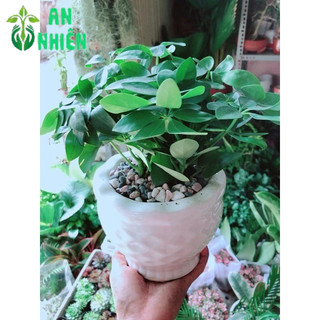 Chậu Cây Ngũ Gia Bì Mini