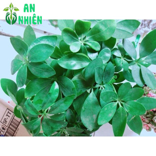 Chậu Cây Ngũ Gia Bì Mini