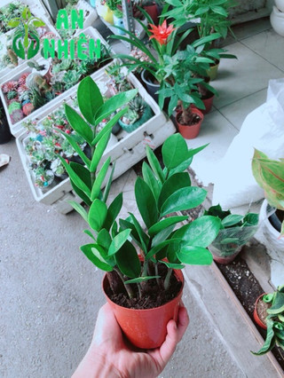 Cây Kim Tiền Thái