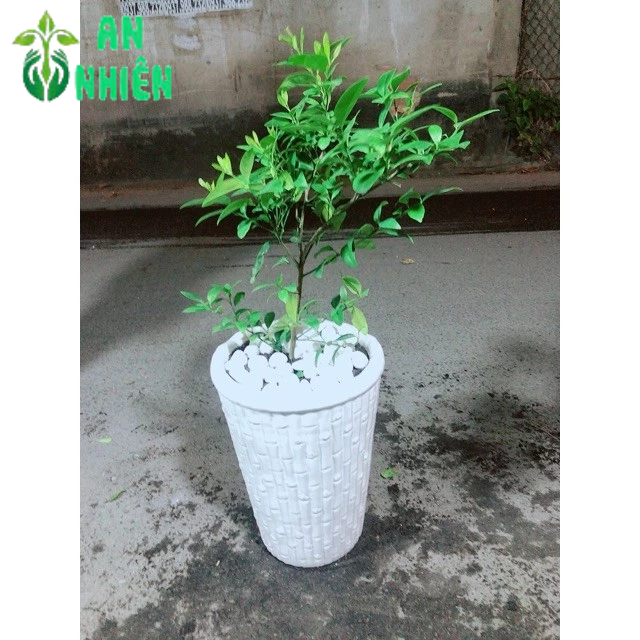 Chậu Cây Chanh Cho Sai Trái