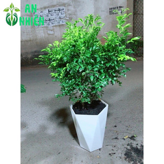 Chậu Cây Nguyệt Quế Size Lớn (chậu nhựa)