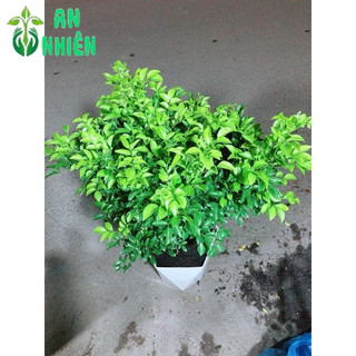 Chậu Cây Nguyệt Quế Size Lớn (chậu nhựa)