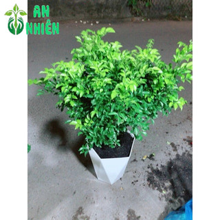 Chậu Cây Nguyệt Quế Size Lớn (chậu nhựa)
