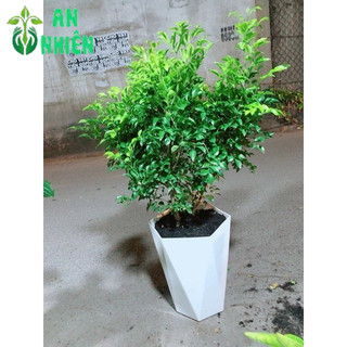 Chậu Cây Nguyệt Quế Size Lớn (chậu nhựa)