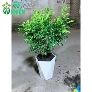 Chậu Cây Nguyệt Quế Size Lớn (chậu nhựa)