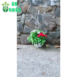 Chậu Hoa Dừa Cạn