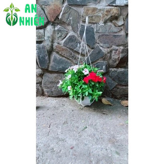 Chậu Hoa Dừa Cạn