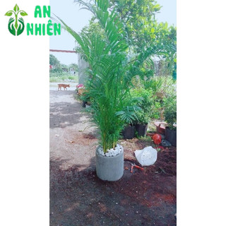 Chậu Cây Cau Kiểng 1m3