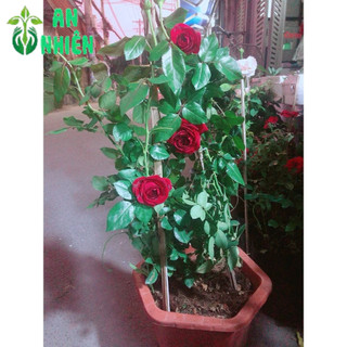 Hoa Hồng Đỏ Đậm 50-60cm