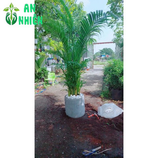 Chậu Cây Cau Kiểng 1m3