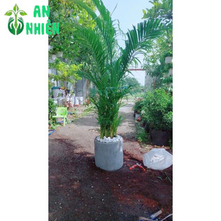 Chậu Cây Cau Kiểng 1m3
