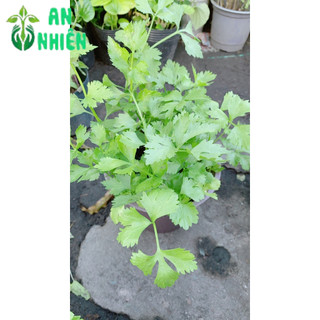 Chậu Cây Cần Tây
