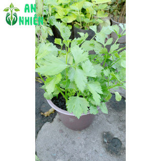 Chậu Cây Cần Tây