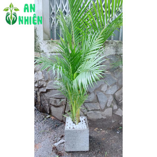 Chậu Cây Cau Kiểng 1m3