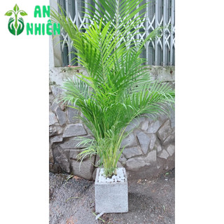 Chậu Cây Cau Kiểng 1m3