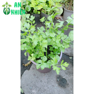Chậu Cây Cần Tây