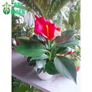 Chậu Trầu Bà Đế Vương Xanh